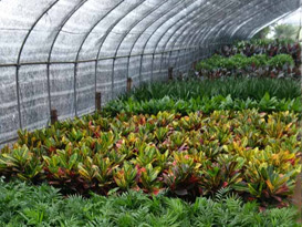 Máquina para mallas agrícolas y hortícolas